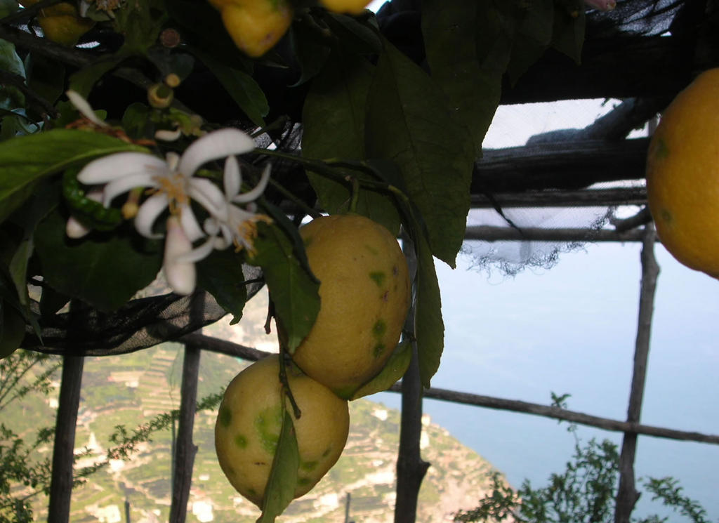 Bed & Breakfast B&B Ravello Rooms